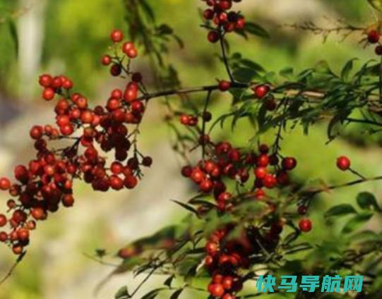 十大剧毒野果榜，商陆能要人命、龙葵会导致人昏迷