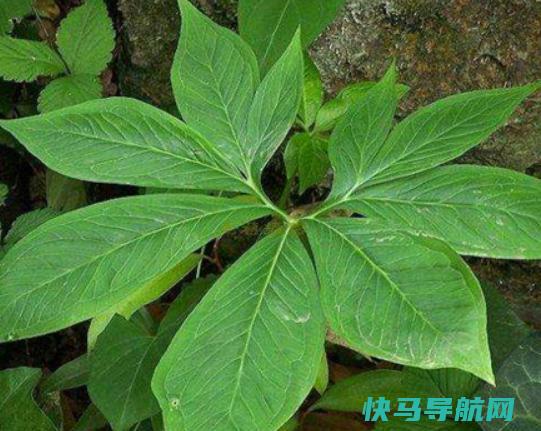 十大剧毒野果榜，商陆能要人命、龙葵会导致人昏迷