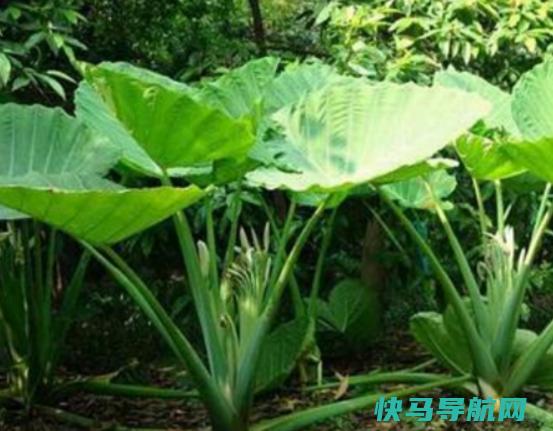 十大剧毒野果榜，商陆能要人命、龙葵会导致人昏迷