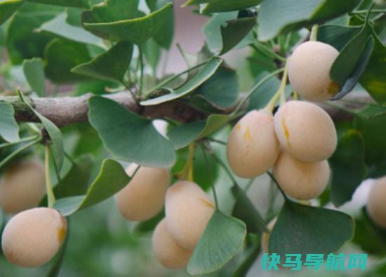 十大剧毒野果榜，商陆能要人命、龙葵会导致人昏迷