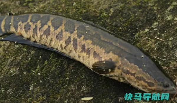 黑鱼长什么样子的图片黑鱼有哪些功效与作用